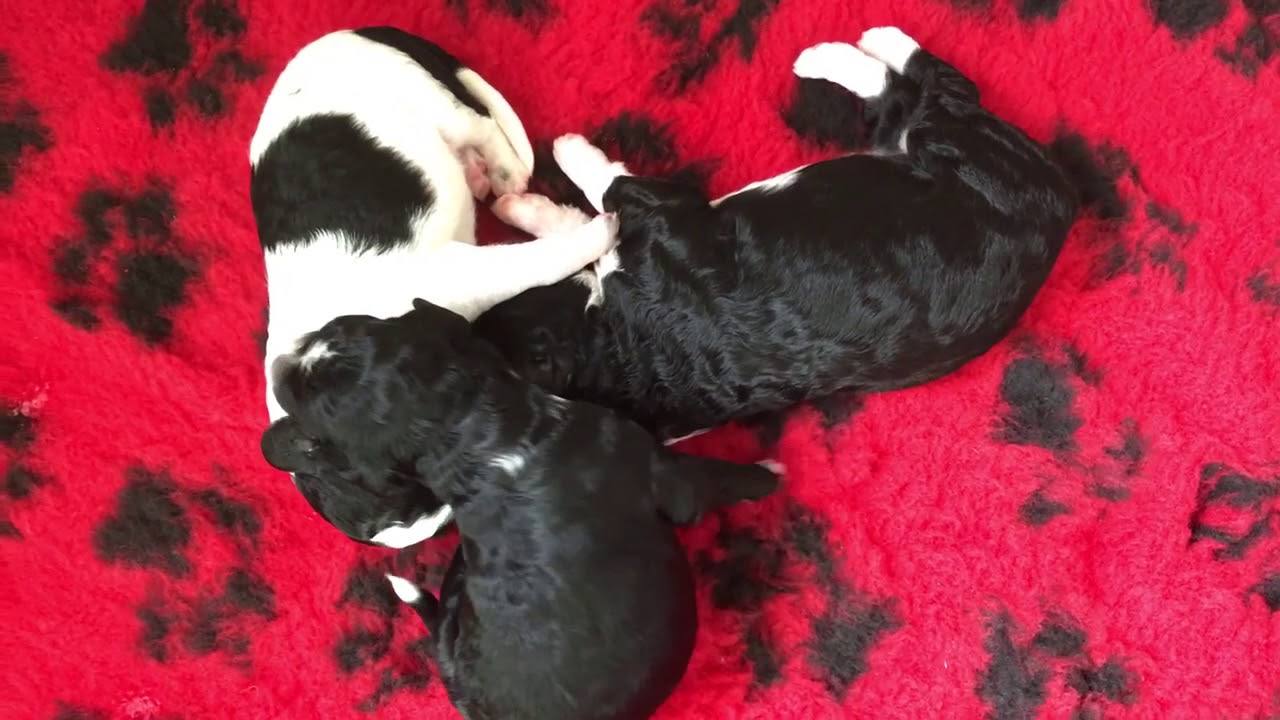 Puffin's Pups - 10 Days Old