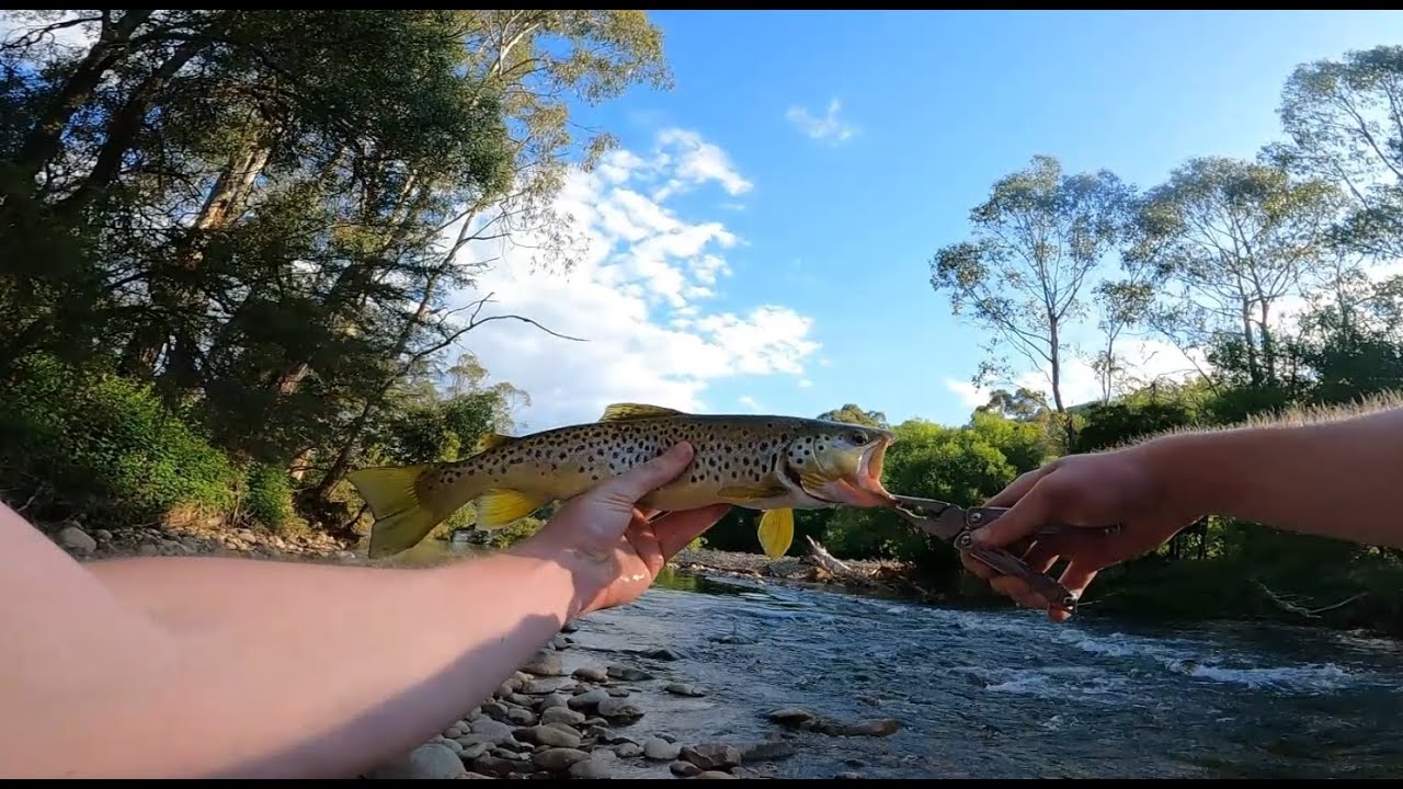 Fishing the King River