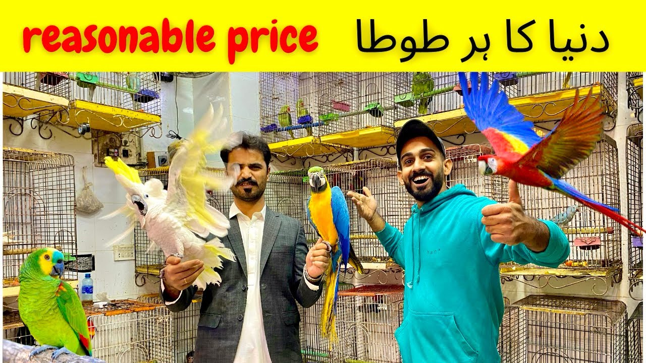 Saddar Exotic Bird&rsquo;s Market | Reasonable & Cheapest Price 😱 | saddar parinda whole sale rate offer