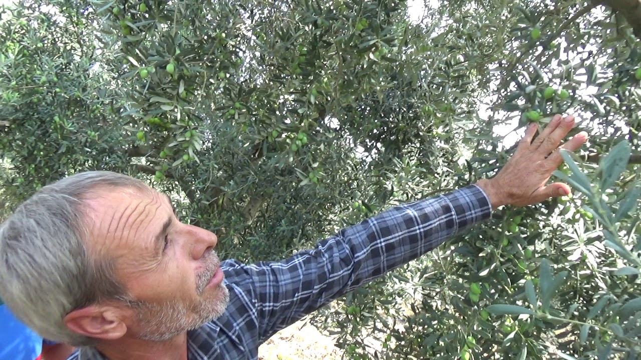 İznik - Sapsarı Zeytin Ağaçları Yemyeşil Oldu - Eğimli Arazide Suyu Emdirtmek