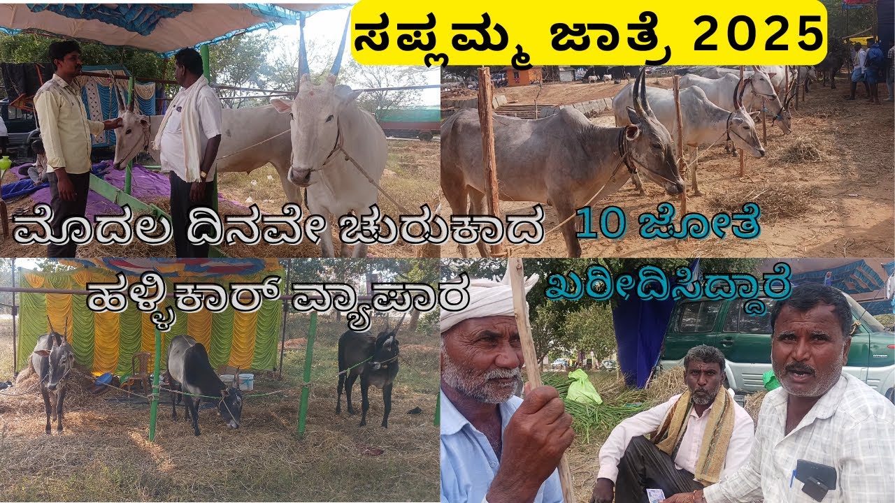 ಸಪ್ಲಮ್ಮ ಜಾತ್ರೆ 2025 ಹಳ್ಳಿಕಾರ್ ವ್ಯಾಪಾರ ಜೋರಾಗಿದೆ ನೋಡಿ | Saplamma jathre 2025