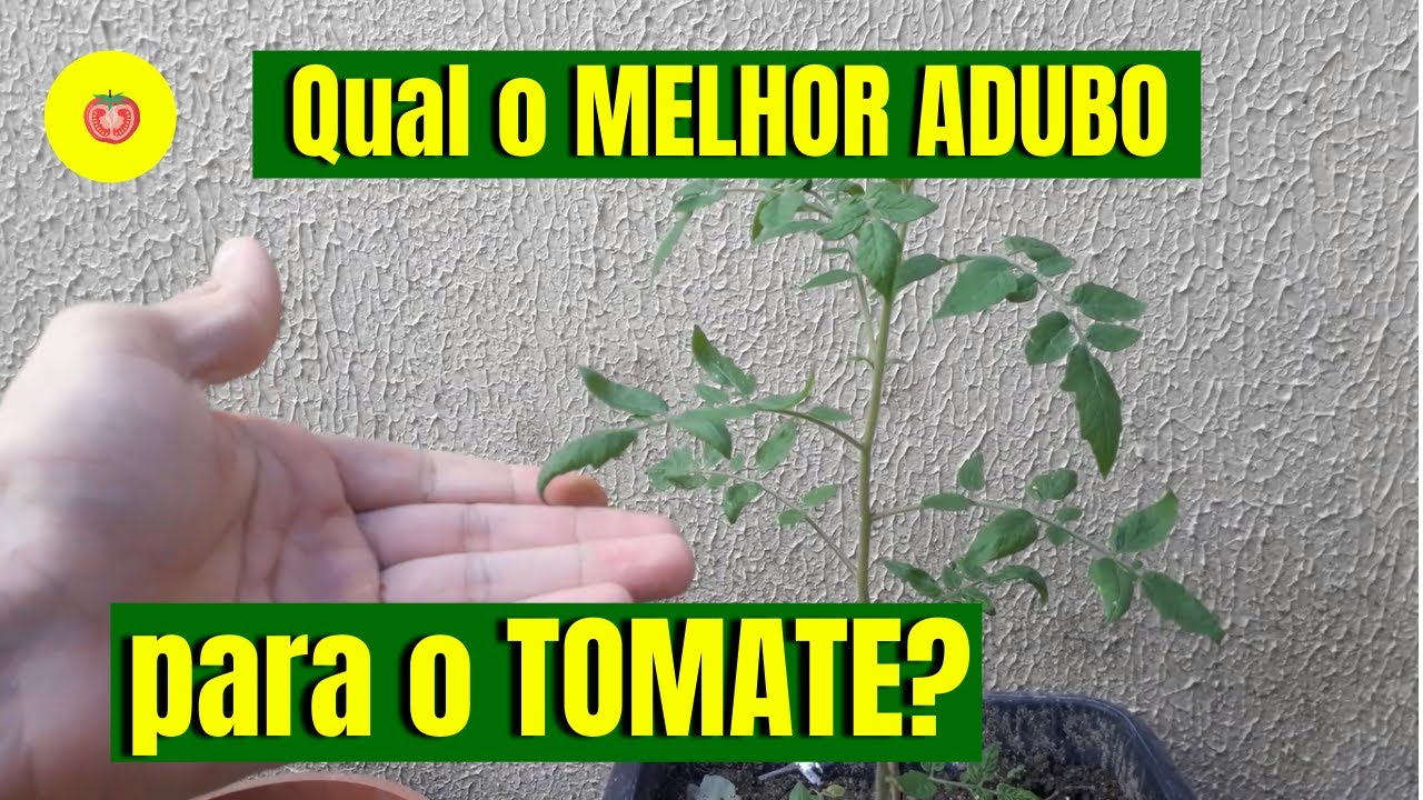 Qual MELHOR ADUBO para TOMATE?
