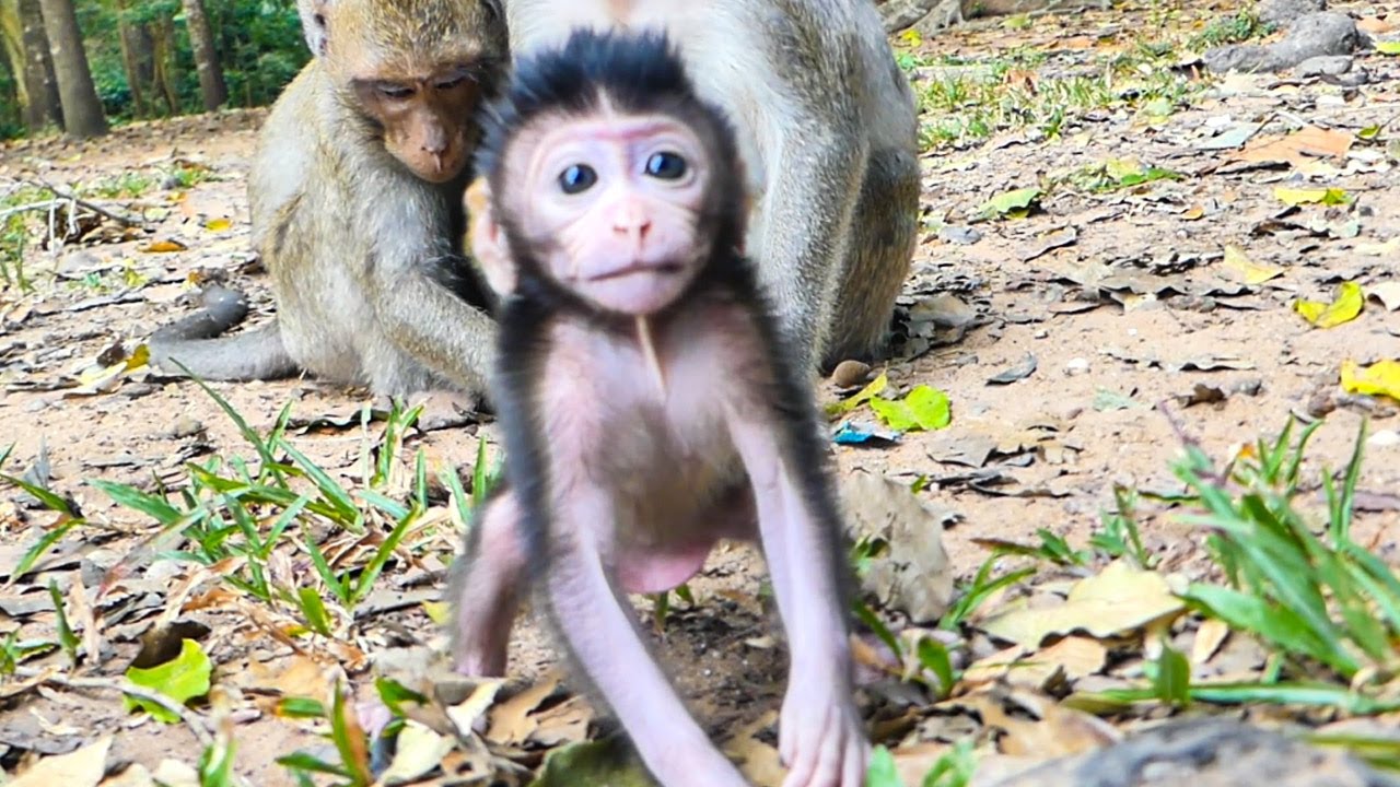 Beautiful lovely fast growing up of new baby monkey Jiva most active adorable