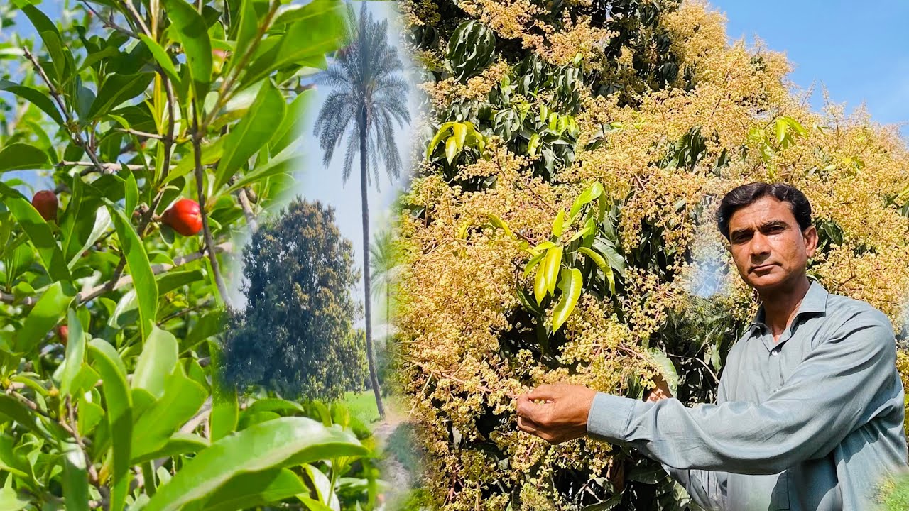 Mango plants pe phal agaya(mango plants have fruit now)farm vlog