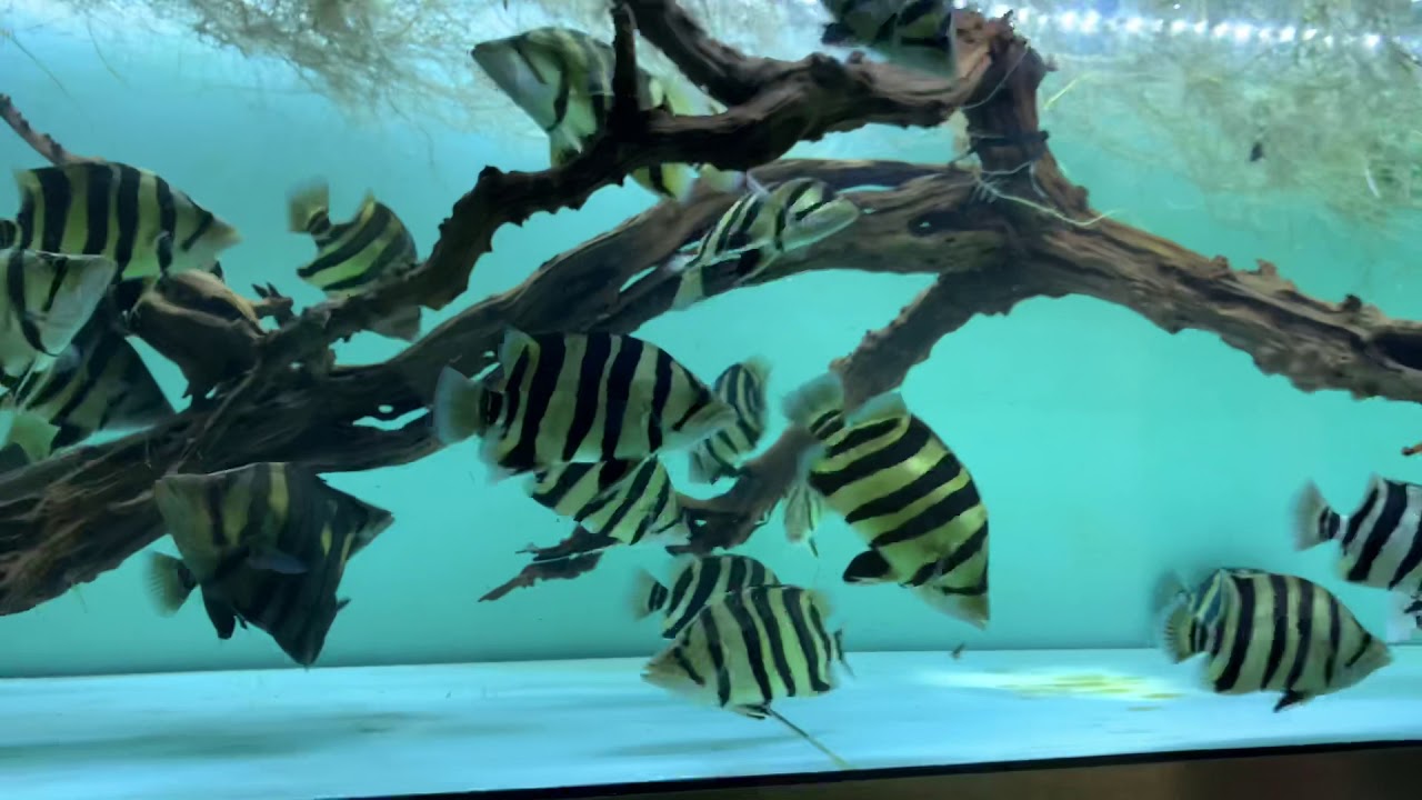 Sumatra tiger fish tank