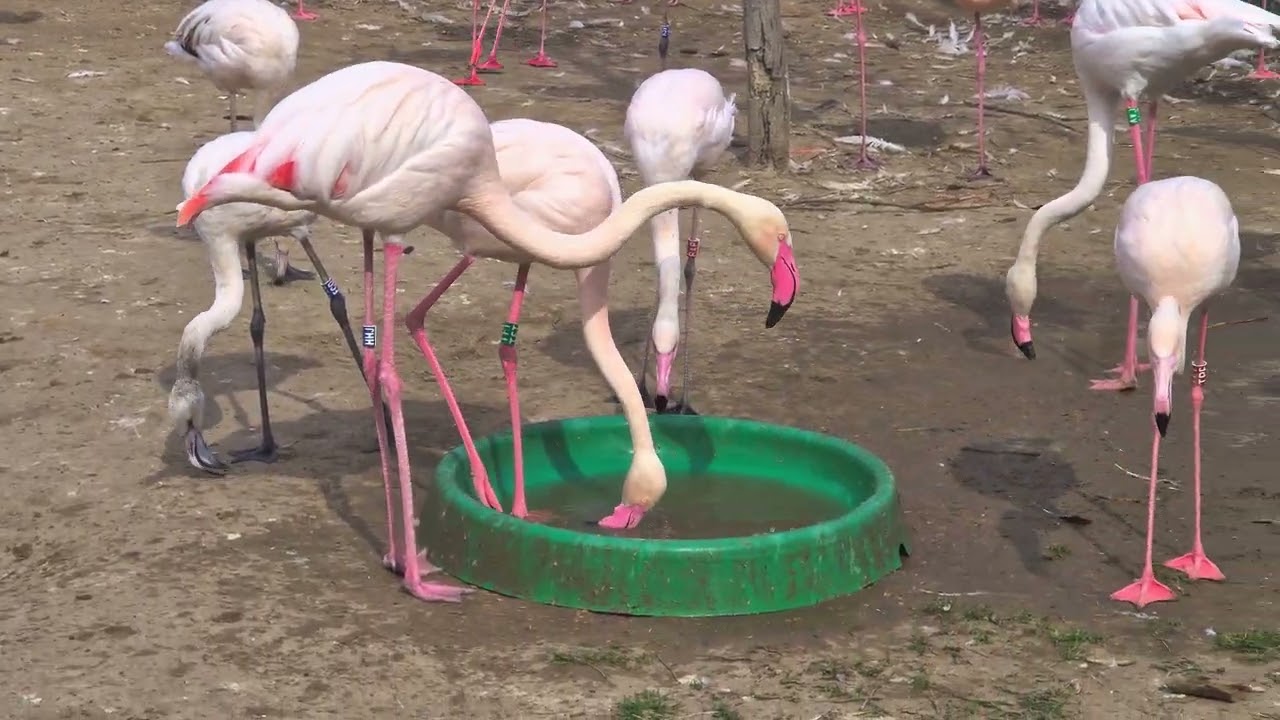 Budapest Zoo: Flaming&oacute;k! 4K HDR 10+20260403 103214