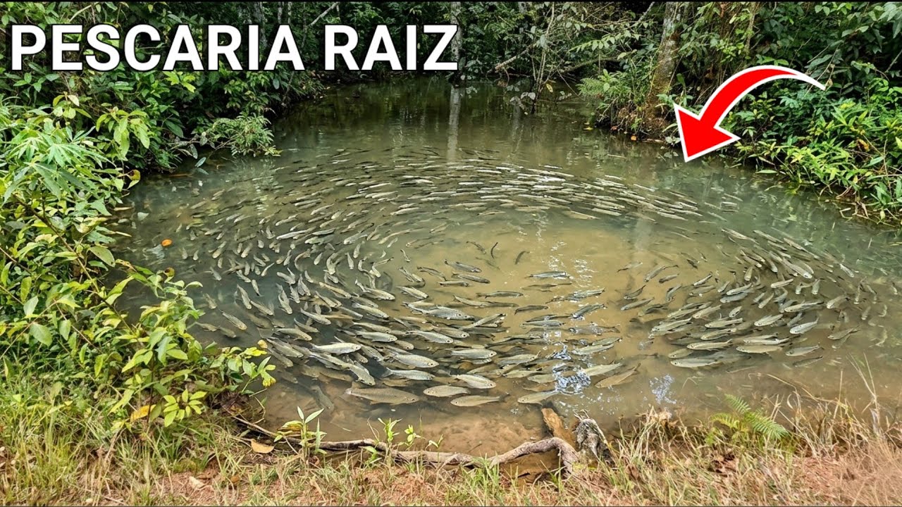 NINGUÉM BOTAVA FÉ NESSE POÇO… OLHA O QUE ACONTECEU! PESCARIA RAIZ DEU MUITO BOA