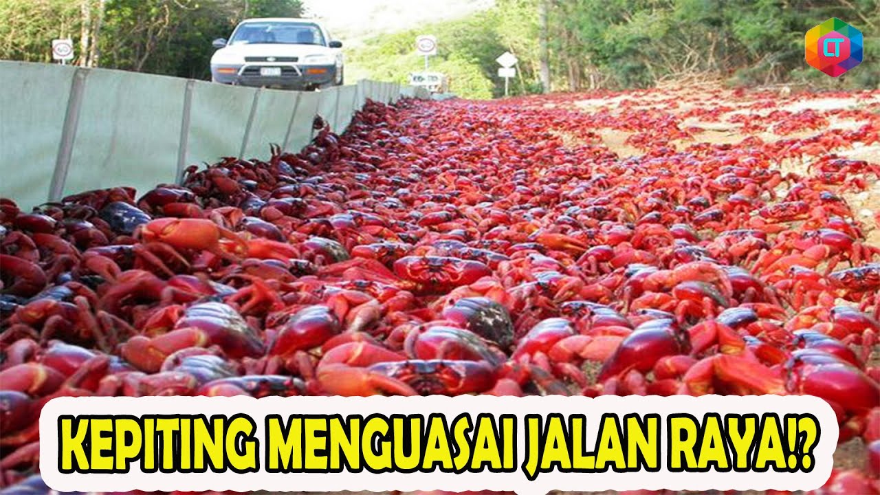 PEMANDANGAN LANGKA! 5 MOMEN MENAKJUBKAN HEWAN YANG SEDANG BERMIGRASI