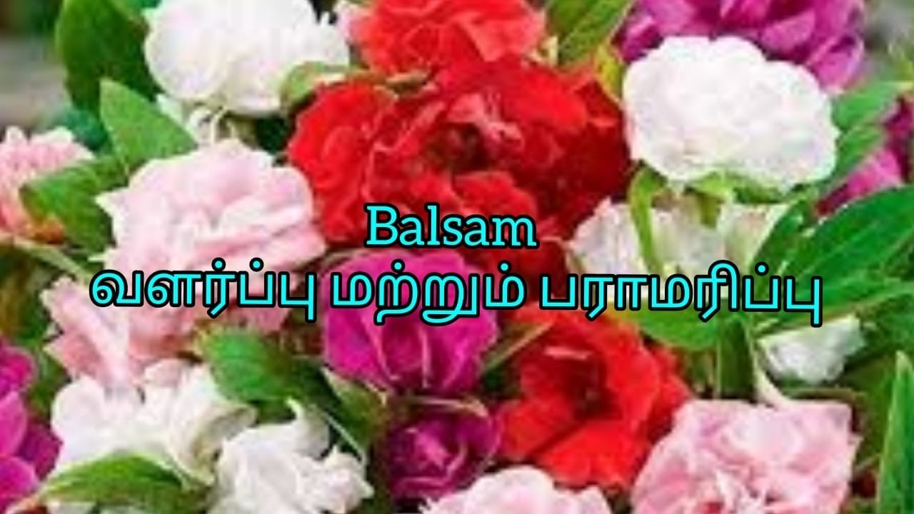 How to Grow Balsam flower plant in Tamil/ WhatsApp 9363139752