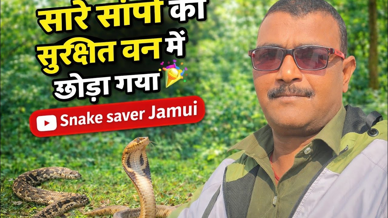 सारे सांपों को सुरक्षित वन में छोड़ा गया 🥳