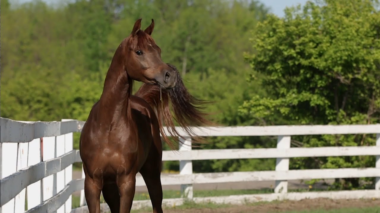Danielson Arabian Horses for Sale