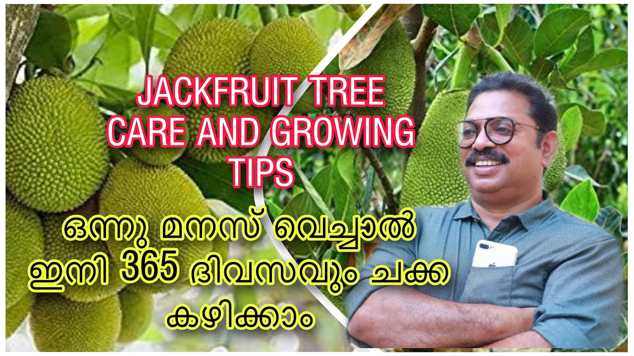 JACK VIETNAM SUPER EARLY കുഞ്ഞൻ പ്ലാവിലൂടെ ലക്ഷങ്ങൾ സമ്പാദിക്കാം