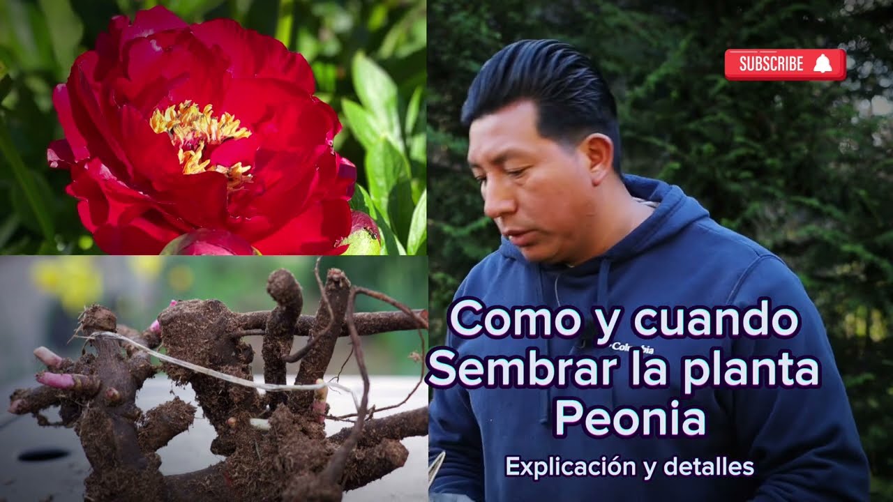 Como y cuando sembrar las plantas peonias les explico con detalles