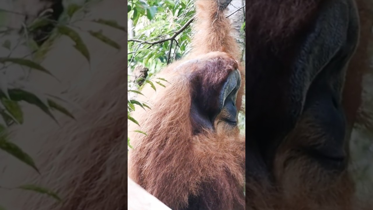 Face to face with the king of the canopy 👑🌳 Meet the alpha male orangutan in his jungle throne! 🦧