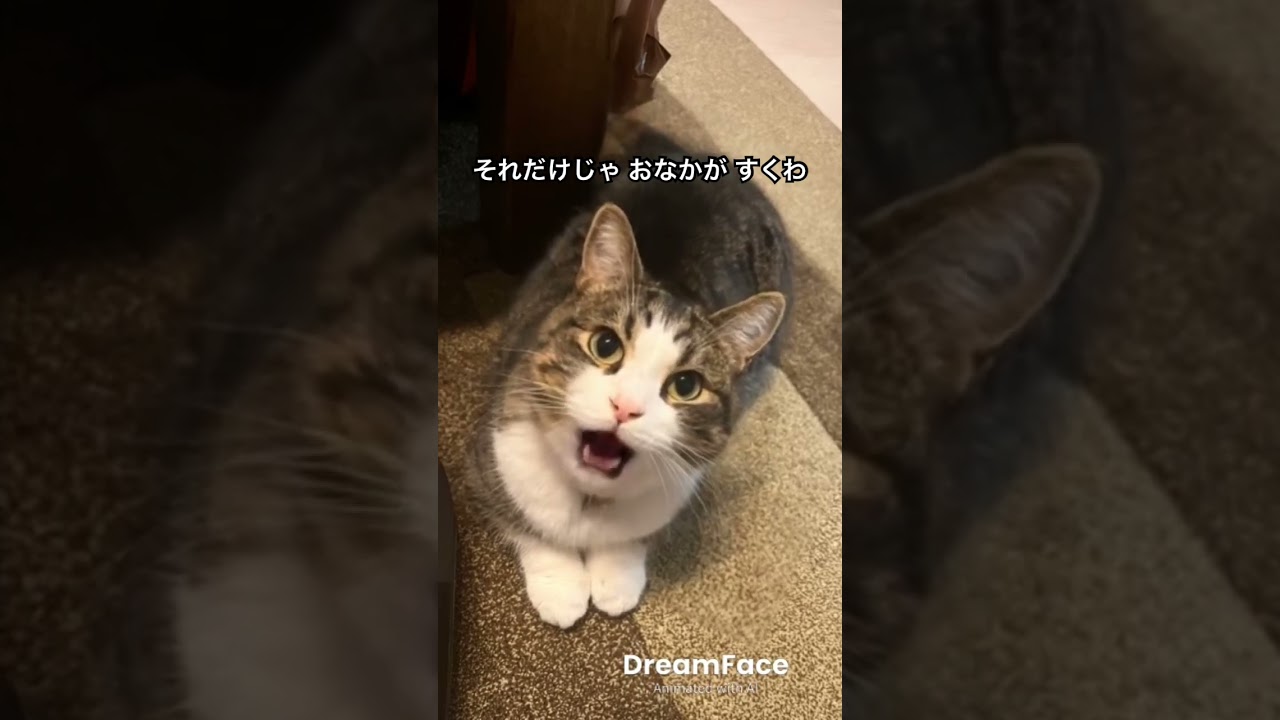 #そばかす #JUDY AND MARY #Bluegrass Reboot ver. #cat #猫のいる暮らし #catvideos #歌詞有