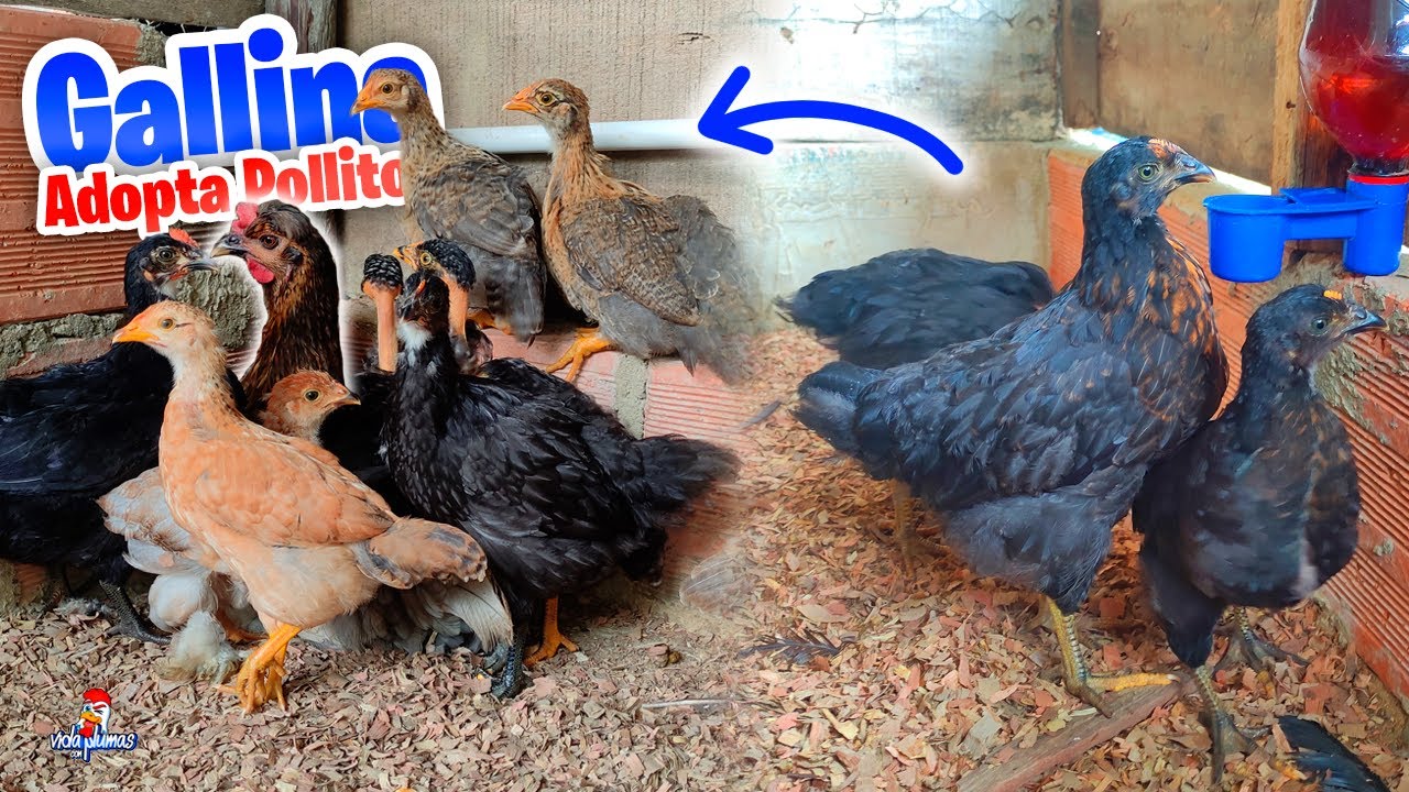 Gallina con Pollitos Adopta a más Pollitos 🐔🐤🐥Uniendo Pollitos 😱