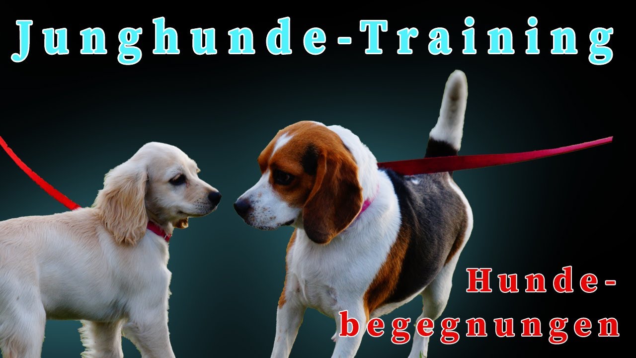 Junghunde-Training: Hundebegegnungen meistern