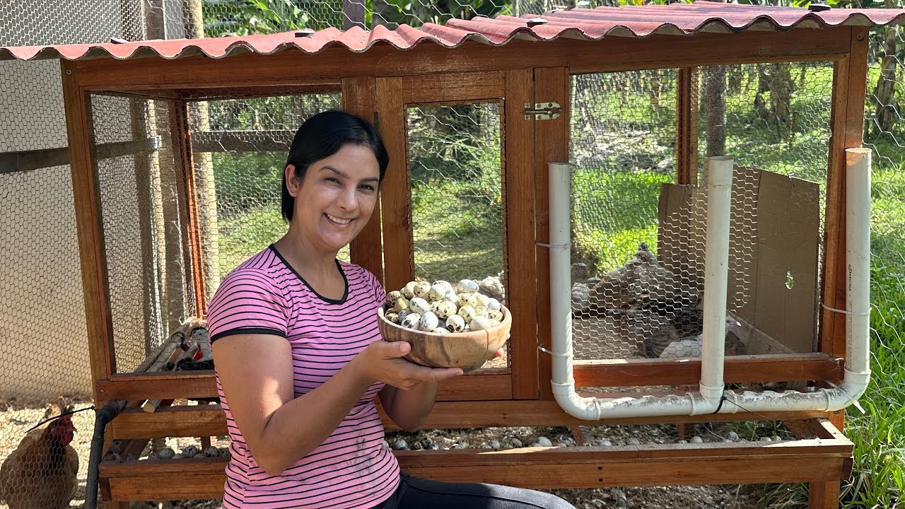 Começando minha produção de ovinhos de codornas, todos os cuidados necessários para criar codornas.