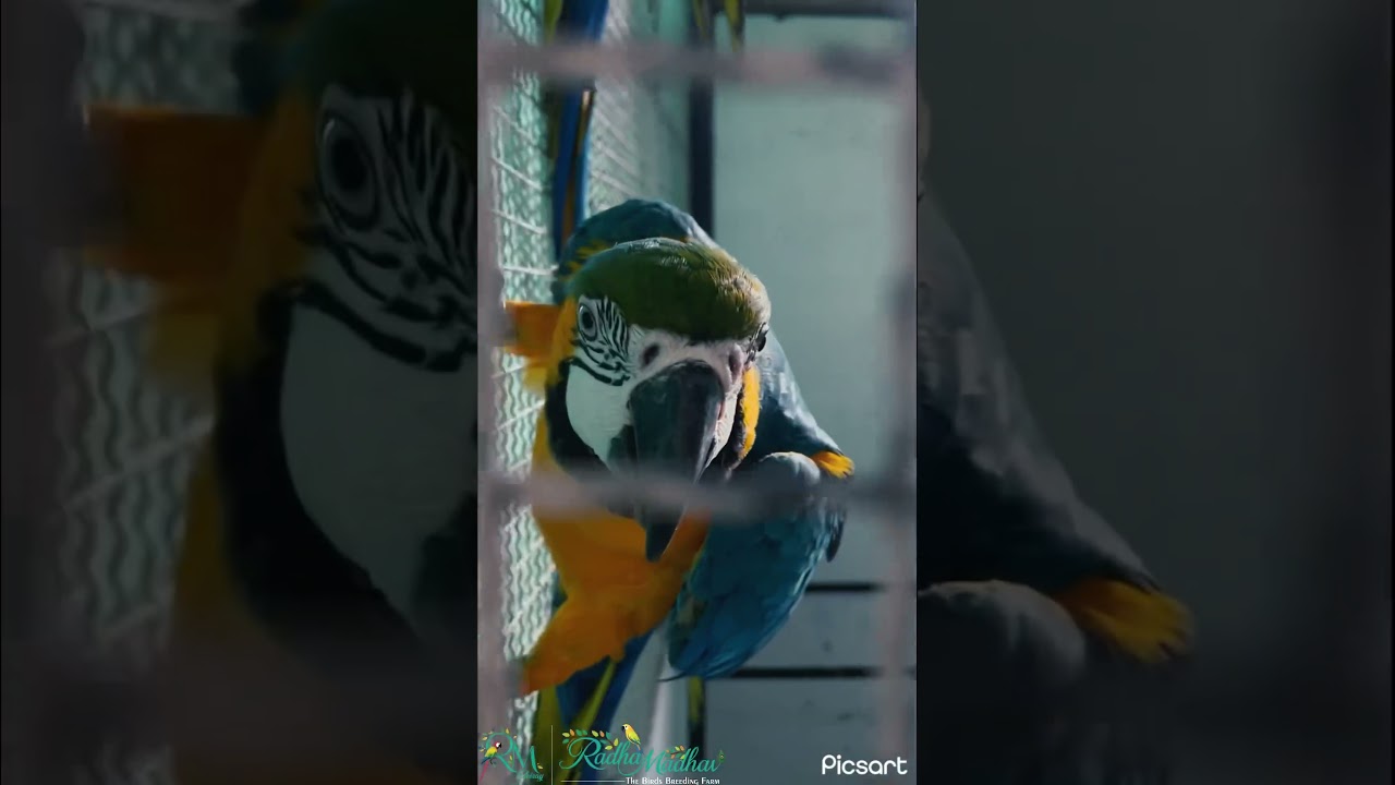 Aisa content sirf India me possible hai 😂#rmaviary #macaw #africangrey #exotic #birds #comedy