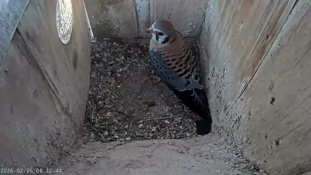 February 26, 2026: A male kestrel checks out the Pawnee nest box