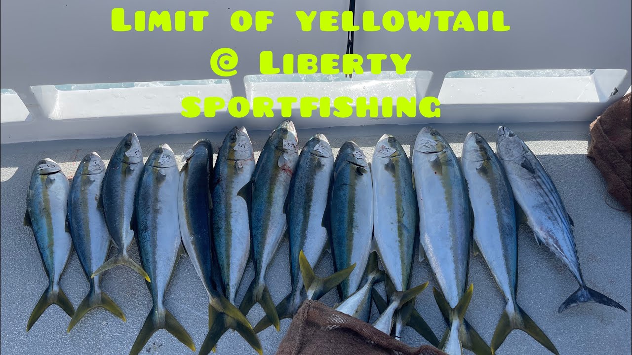 Full Day Limit of Yellowtail aboard the Liberty