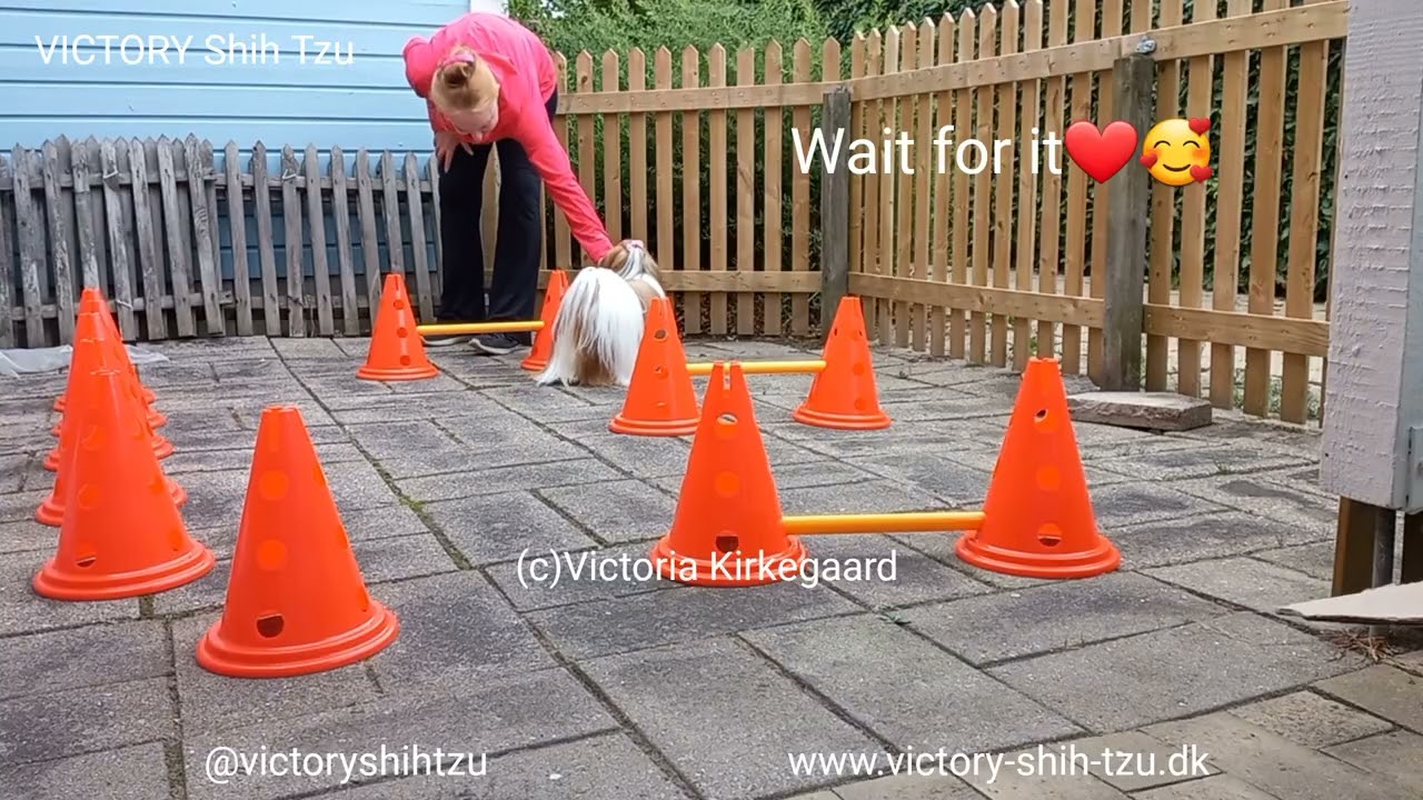 VICTORY Shih Tzu's Olivia-Sophia Birthday Present,  1st Time Trying Agility 2025
