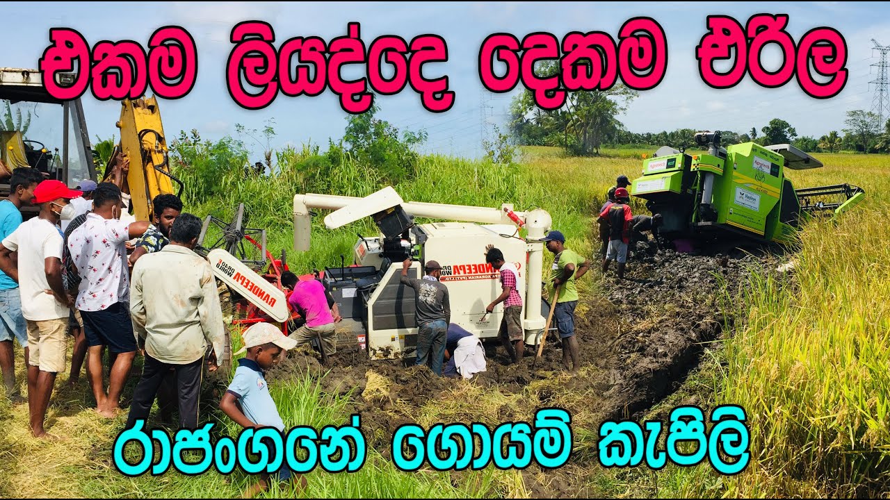 Paddy Field - Rice Harvester Machine / ගොයම් කපන මැෂින්/ඒකම ලියද්දෙ මැෂින් දෙකම goyam kapana machine