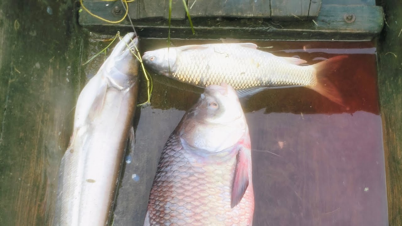 bahut khatarnak fishing kthla nijha tek nik (it's all video 11)😱😱😱🐟