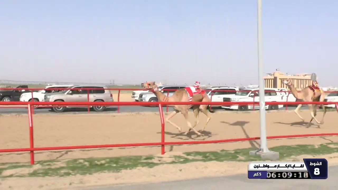 8 الشوط الثامن لقايا ابكار مواطنين الاحد 08 02 2026