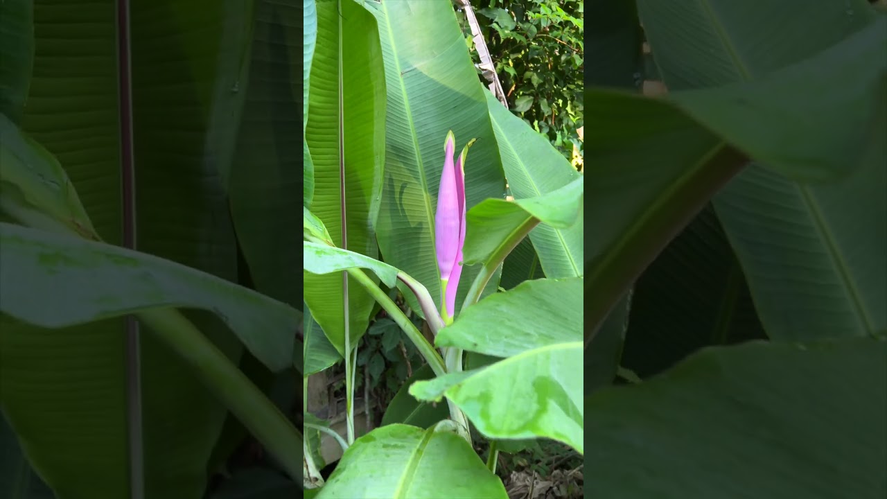 Beautiful Banana Flowers