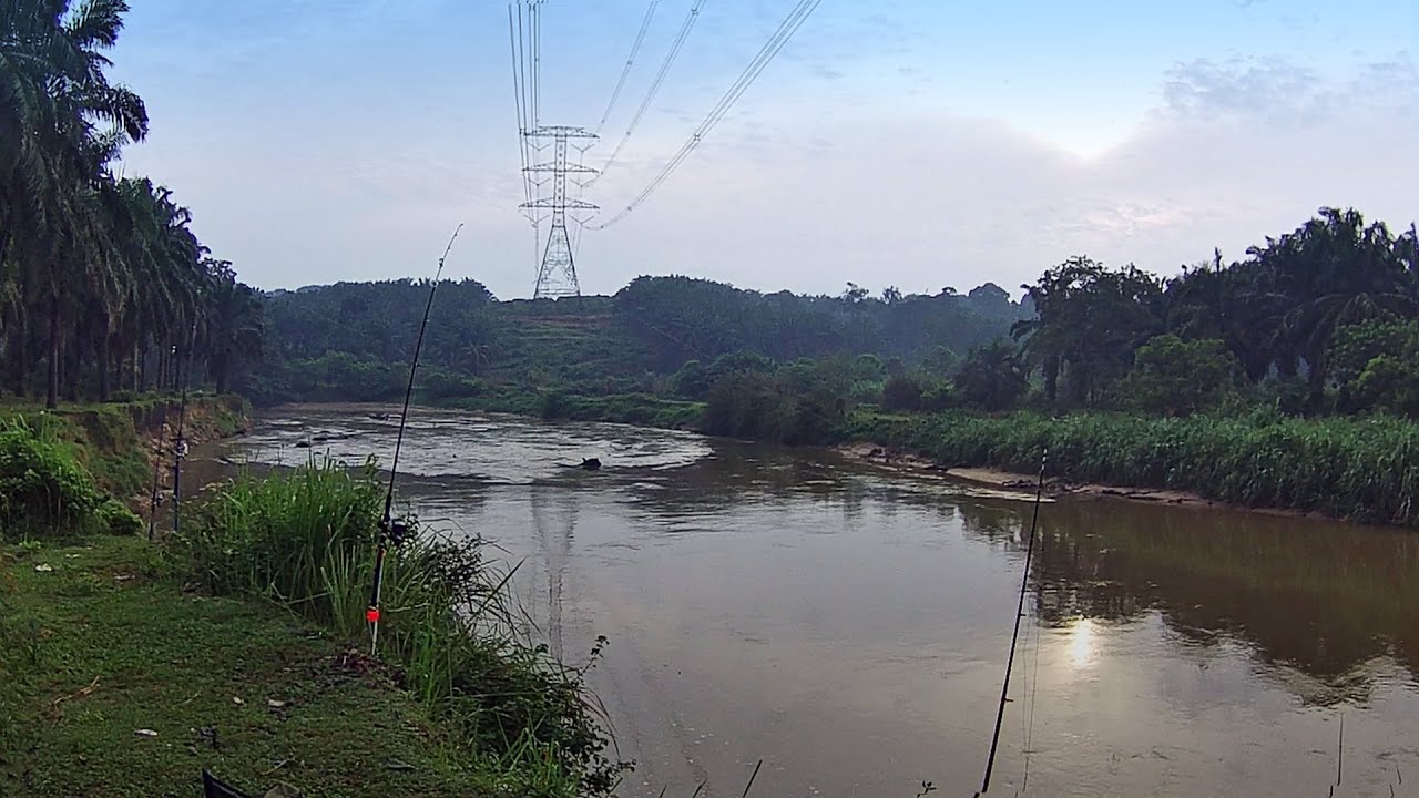 PATIN ROHU LAMPAM di 'POT' KABEL SG. SELANGOR, FRUIT VALLEY