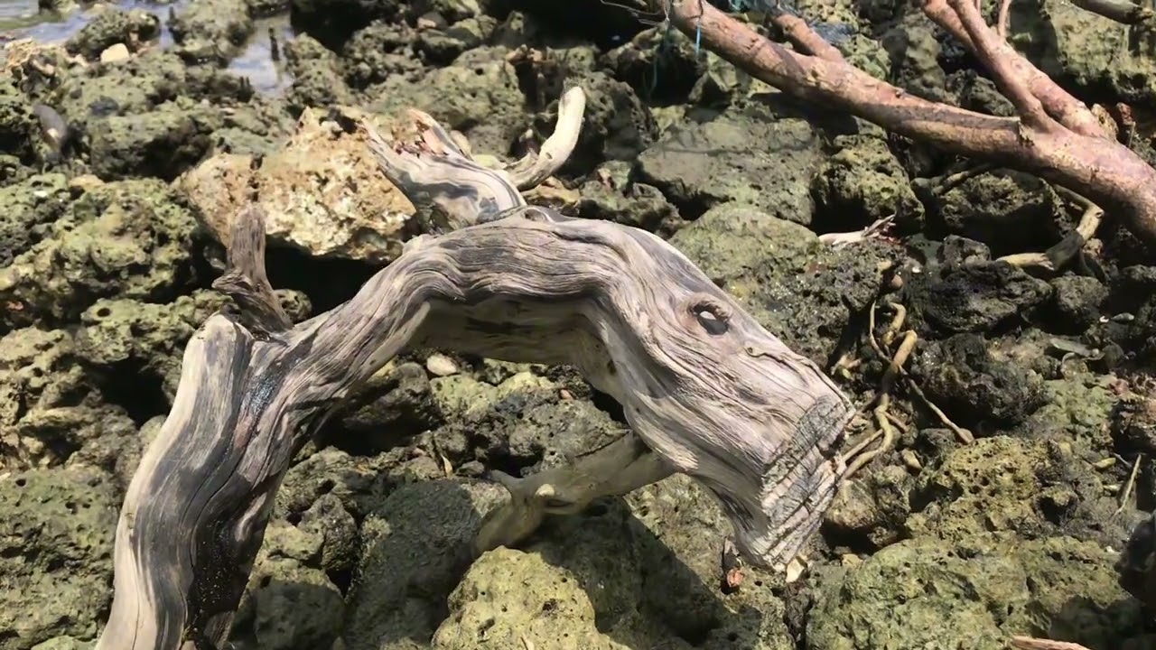 Hunting Kayu Untuk Aquascape