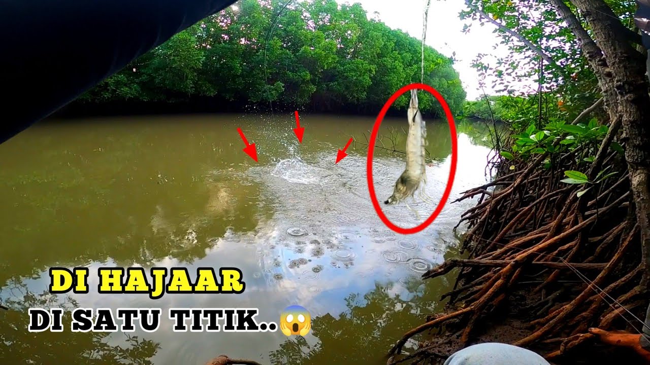 TERBUKTI.! BEGINILAH KEGANASAN KAKAP PUTIH MUARA SAAT LIAT UMPAN UDANG  BESAR 😱