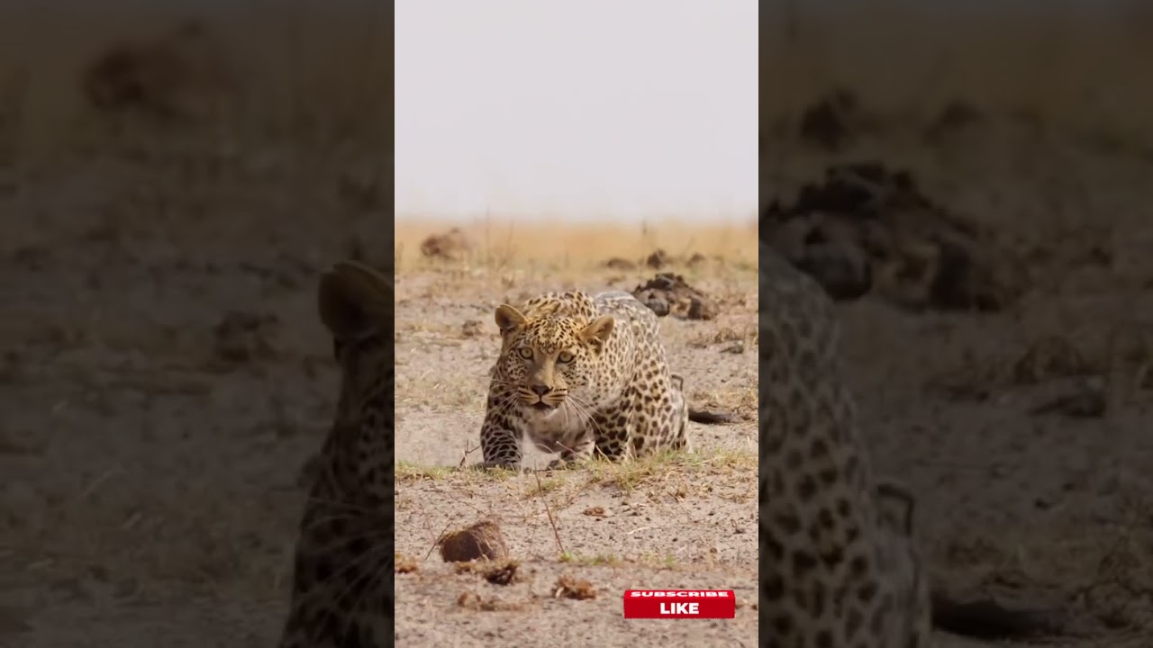 Watch as this predator silently crawls toward its prey, ready to strike! ⚡🔥 