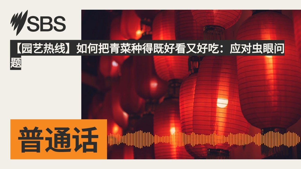 【园艺热线】如何把青菜种得既好看又好吃：应对虫眼问题 | SBS Mandarin - SBS 普通话电台
