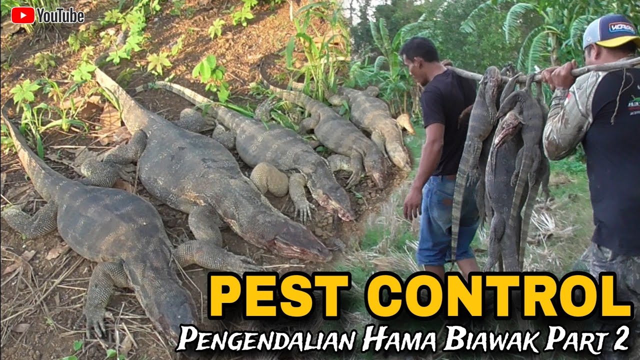 BERBURU BIAWAK DI SUNGAI BELAKANG PERMUKIMAN WARGA PART 2 || PEST CONTROL || MONITOR LIZARD HUNTING