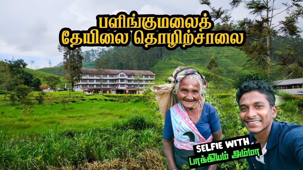 Tea factory of chrystlersfarm estate kotagala | மலையகம் | தேயிலைத் தொழிற்சாலை | Explore | Final part