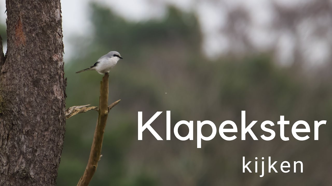 Klapekster kijken / Observing a Great Grey Shrike #567