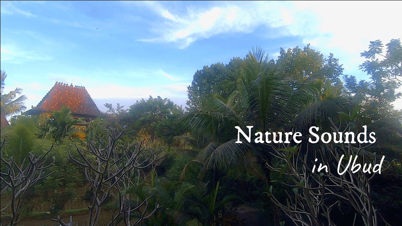《🌿Nature sound🌿》Good morning in Ubud 🦜ウブドの朝