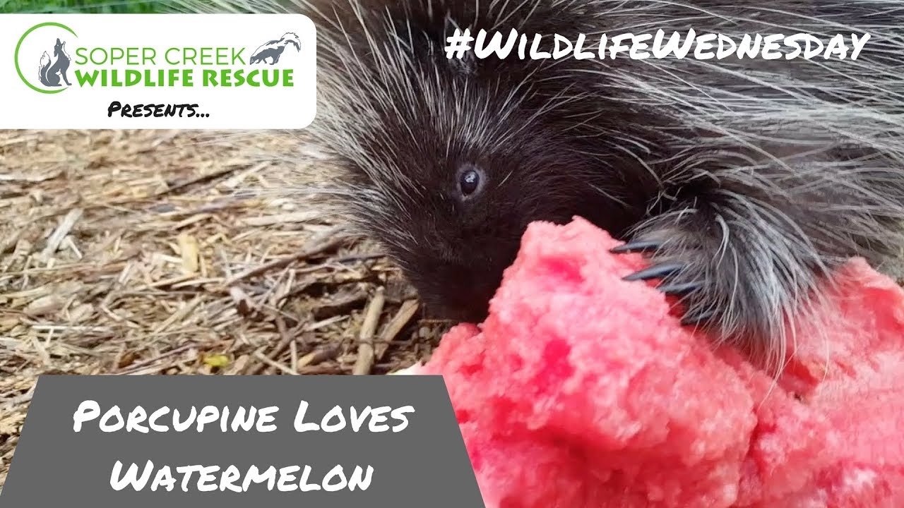 Vinnie the Porcupine loves watermelon
