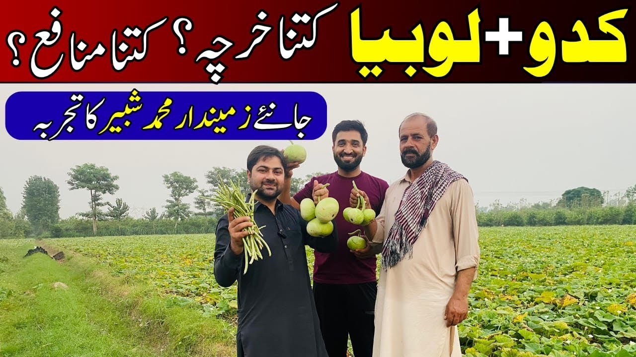Pumpkin (Kaddu) and Cowpea (Lobia) Cultivation | Comprehensive Guide by Mr. Shabbir| @CropReformer