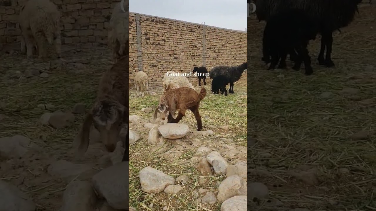 Goat and sheep🤩 #trending #farm #viralshort