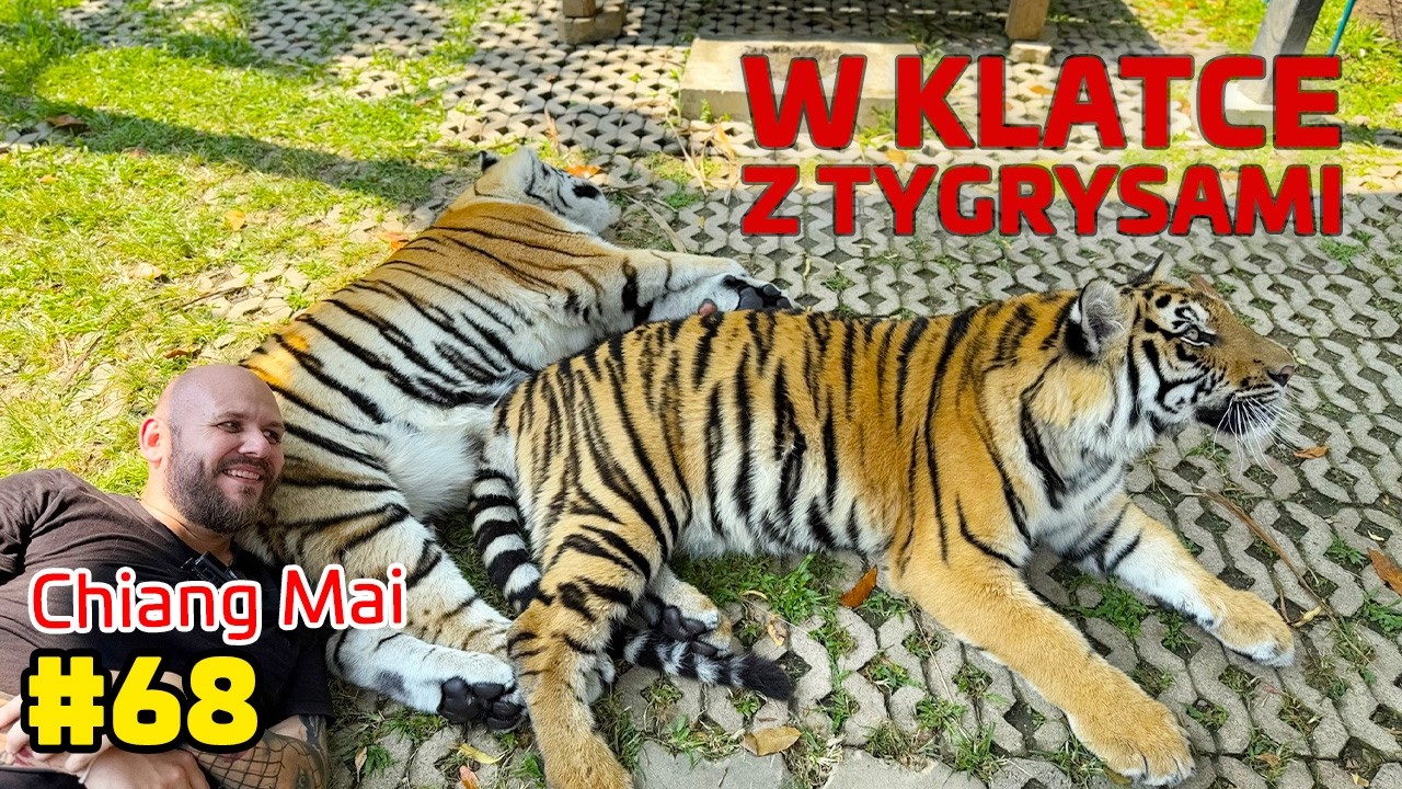 W klatce z tygrysami i… kapibary w kawiarni?! Dzień pełen (kontrowersyjnych) zwierzęcych atrakcji 🐯🐢