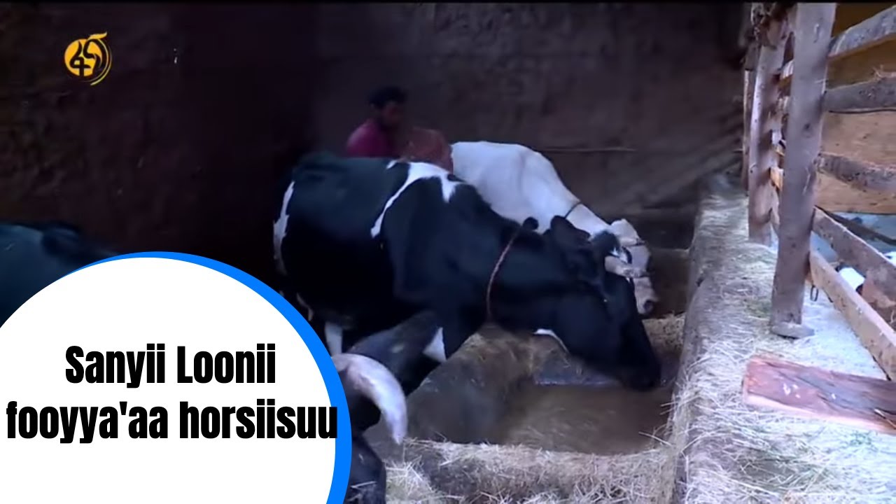 Sanyii Loonii fooyya'aa horsiisuu
