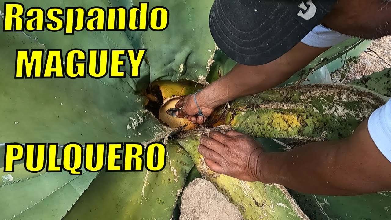 Así se saca el AGUAMIEL | La BEBIDA de los DIOSES. 