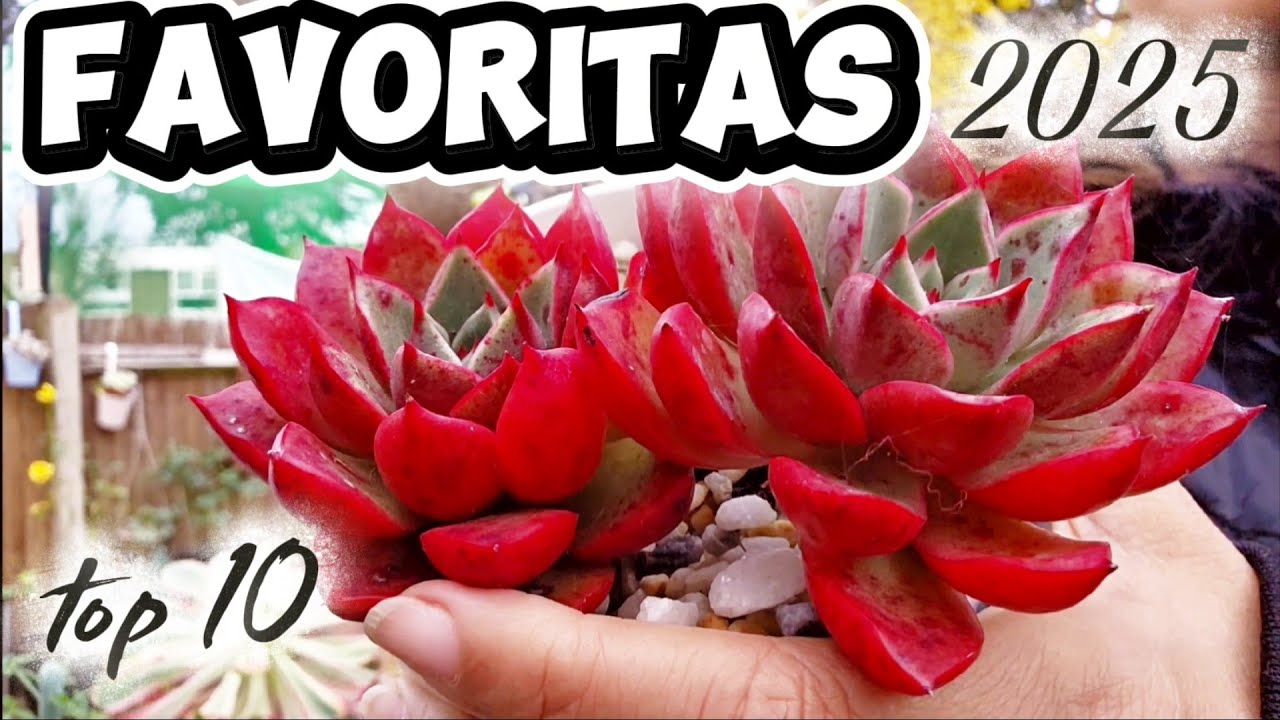 #reto Suculentas FAVORITAS 2025 #top10 @Yaha_Jardincito #suculentas #jardin 