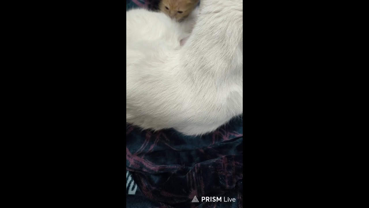Tiny paws🐾Big drama 🐈
