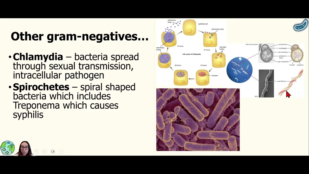 Prokaryotic Diversity