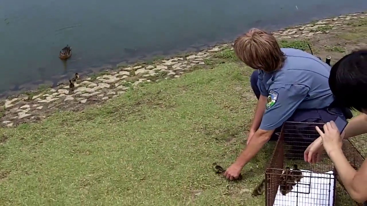 Saving Ducklings from Storm Drain