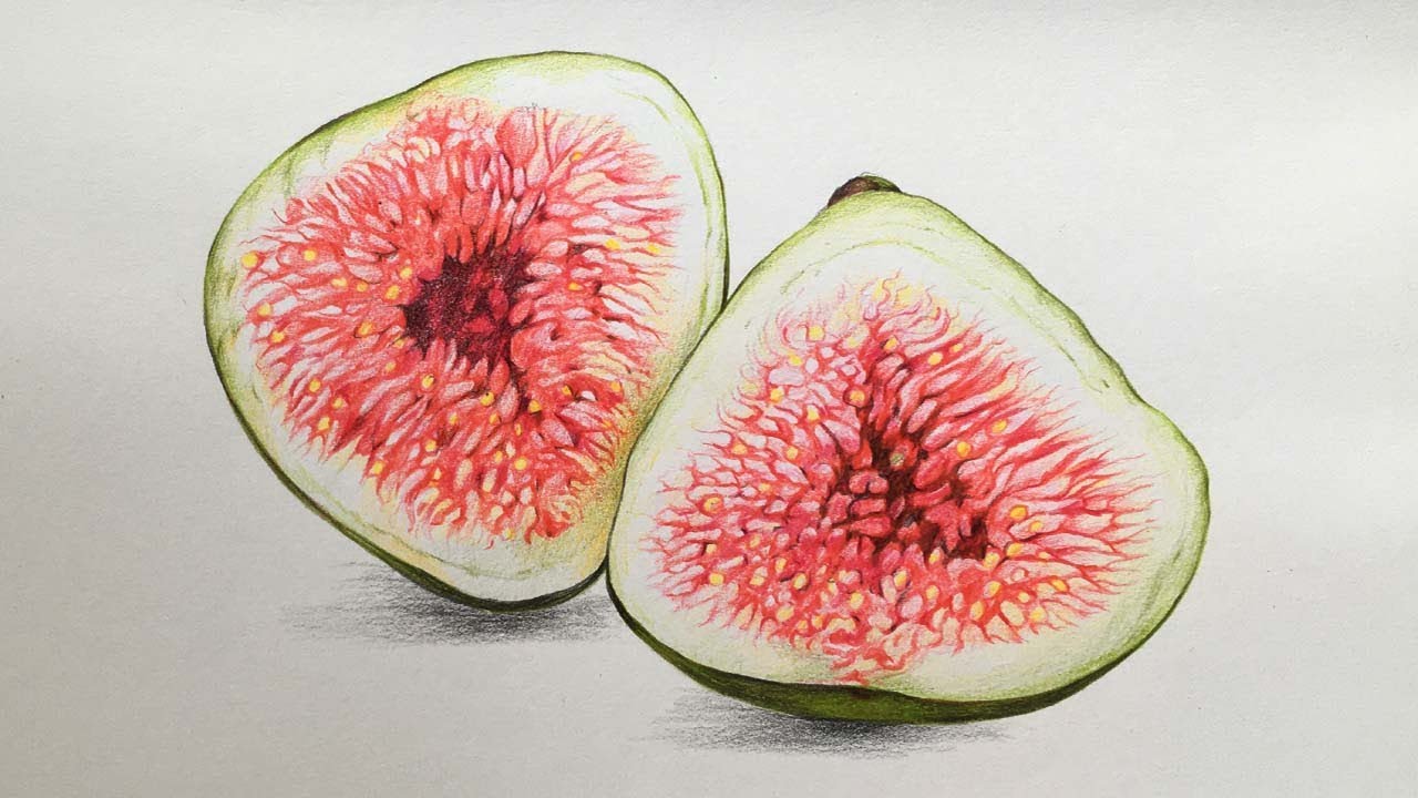 Fig Drawing in Color Pencils | How to Draw Fig | Color Pencil Drawing